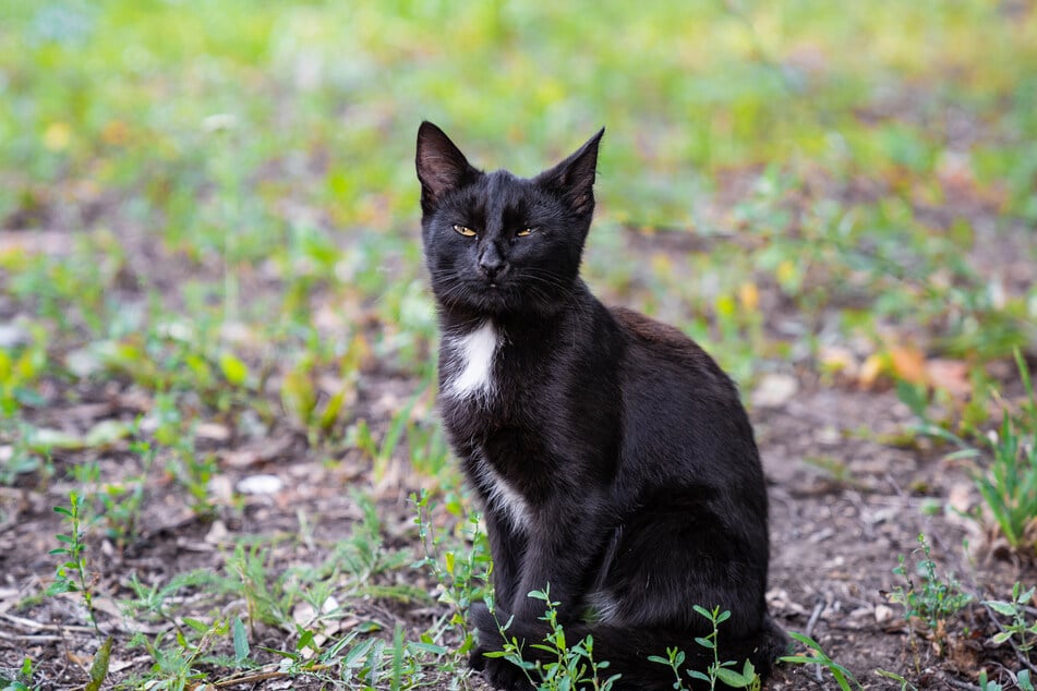 Der misshandelte Kater Goldi wird mittlerweile seit einigen Tagen vermisst. (Symbolbild)