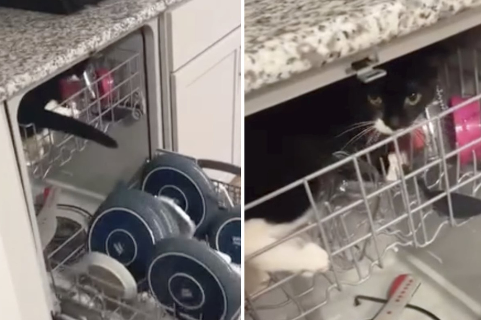 Cat decides dishwasher is his new private fortress in hilarious viral video!