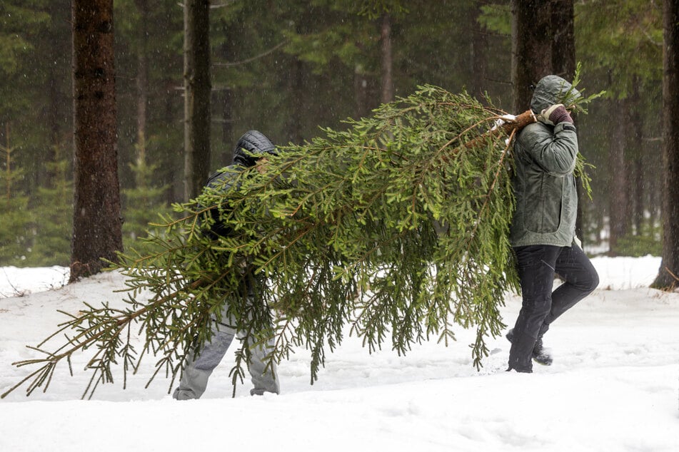 Wer einen Weihnachtsbaum kaufen will, muss etwas mehr als im Vorjahr bezahlen. (Symbolfoto)