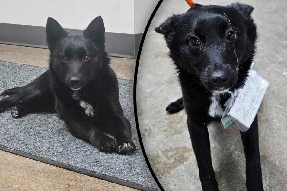 Dog is abandoned in front of supermarket: What's written on his collar touches