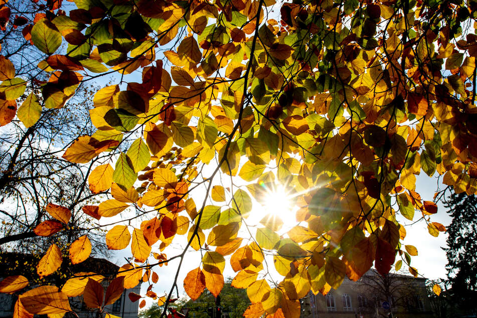 Goldener Herbst in Berlin und Brandenburg: Viel Sonnenschein und bis zu 19 Grad!