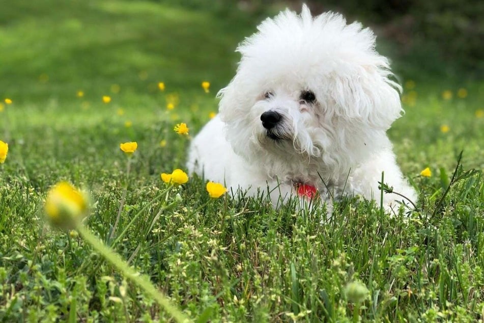 Look, a Bichon Frisé! This small curly-haired dog is a very popular breed with families.