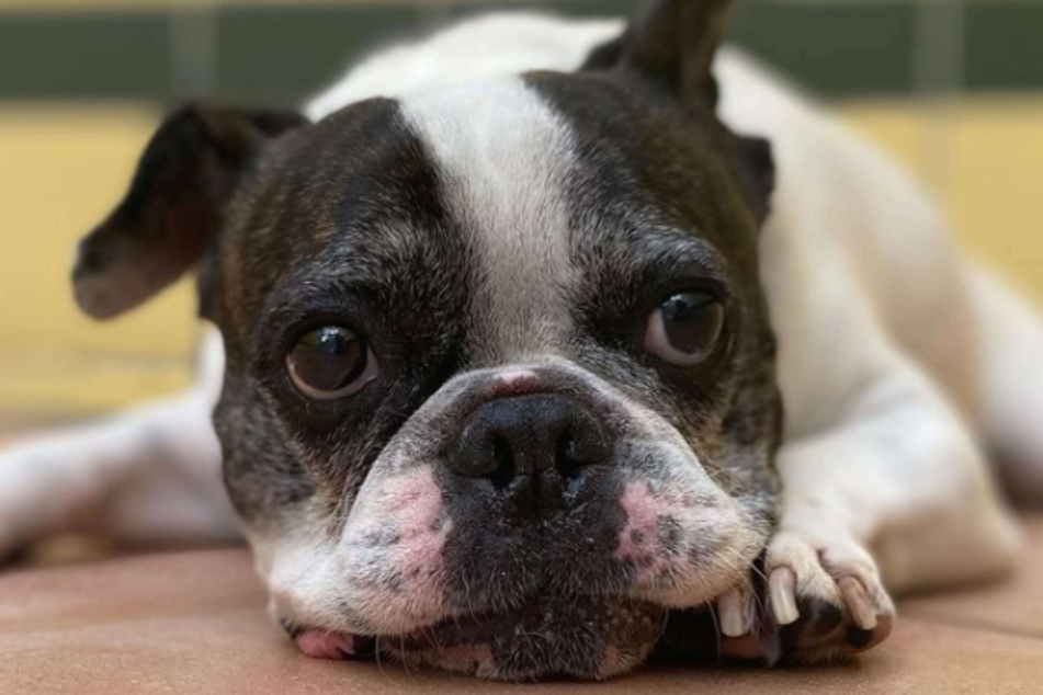 Hund Rico wurde kürzlich im Tierheim in Köln-Dellbrück abgegeben, weil seine Besitzerin sich nicht mehr um ihn kümmern konnte.