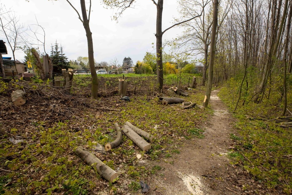 Am Freitag wurden am Leutewitzer Park mehrere Bäume gefällt.