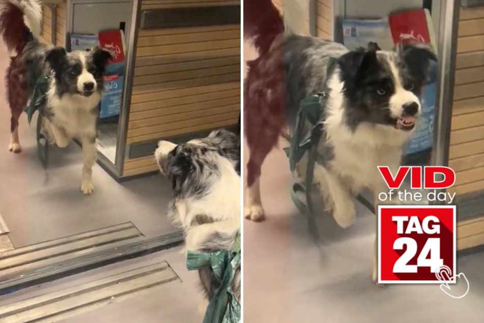 viral videos: Viral Video of the Day for March 17, 2024: Dog meets ultimate match – his reflection twin!