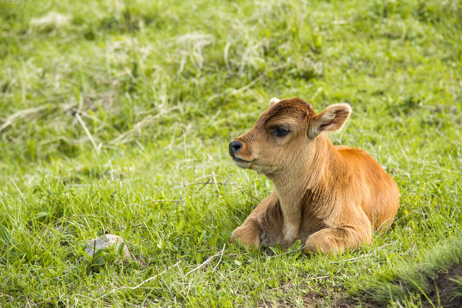 Fortunately, the little brown cow was unharmed (stock image).