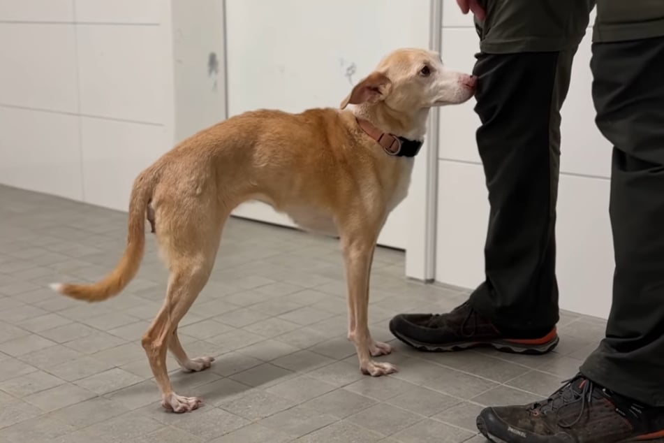 Bei ihrer Ankunft im Tierheim war Rona nicht nur viel zu dünn, sondern hatte auch mit weiteren, akuten gesundheitlichen Beschwerden zu kämpfen.