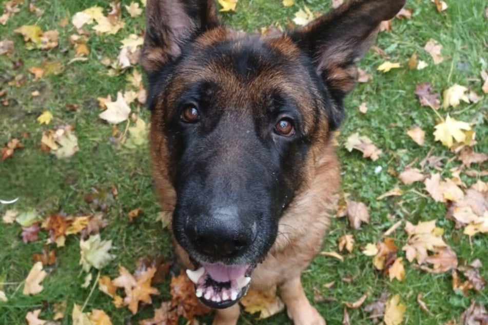 Der Schäferhund blüht auf, wenn er Zeit mit Menschen verbringen kann.