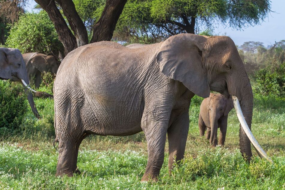 Dida führte über einen langen Zeitraum eine Elefantenherde an. (Symbolbild)