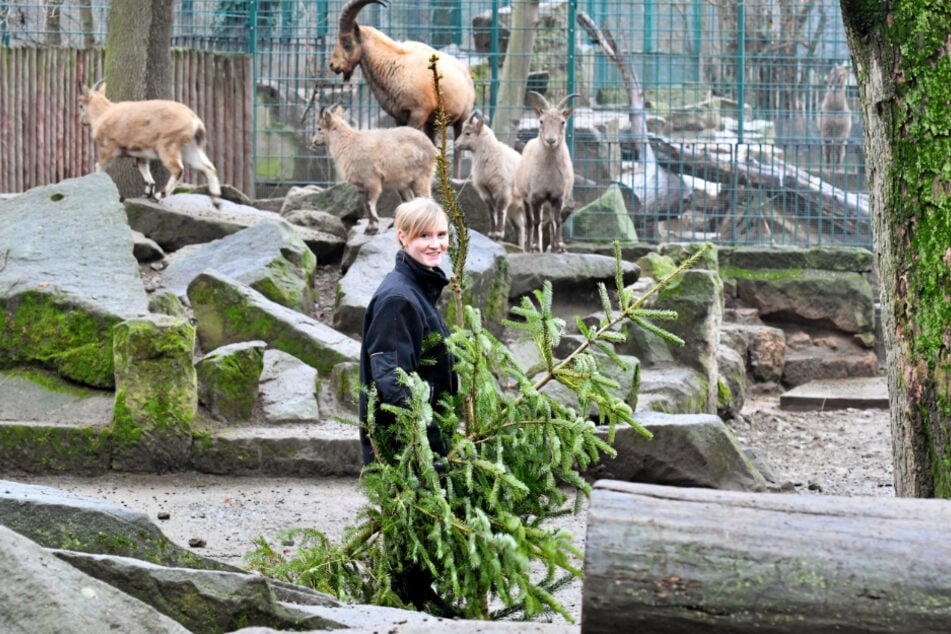Tierpflegerin Kyra Zill (25) bringt Tannenbäume für die westkaukasischen Steinböcke.
