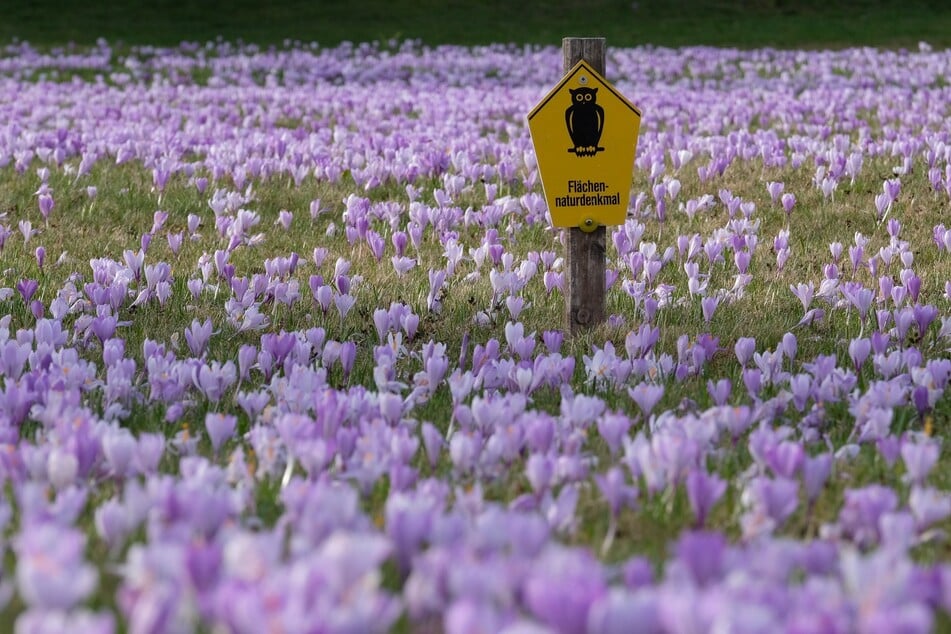 Ein Meer aus violetten Blüten: In Drebach sind 80 bis 90 Prozent der Krokusse aufgeblüht.