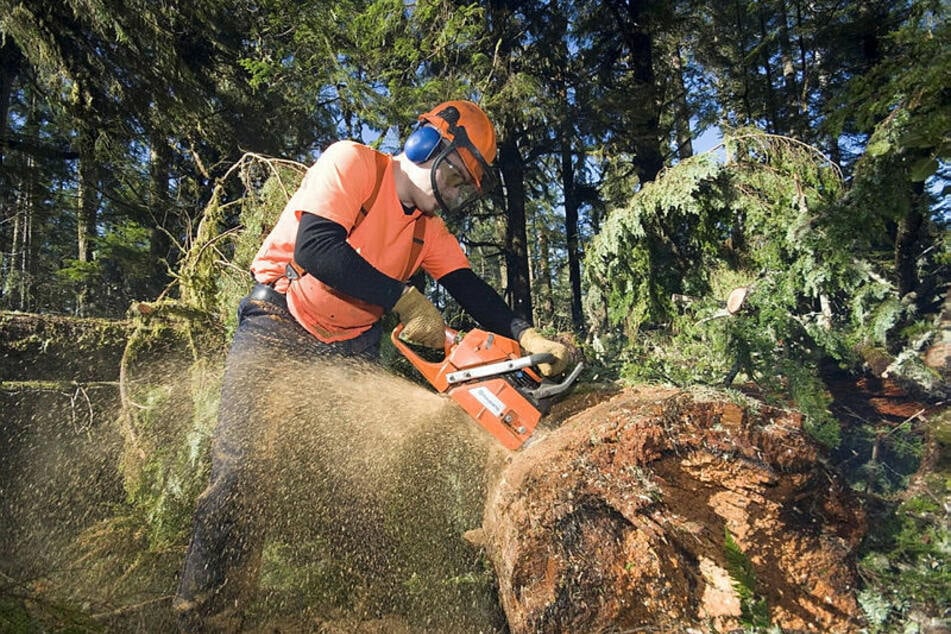 Und wieder ist ein Baum gefällt. Großflächige Rodung setzt Kohlendioxid frei, was den Forschern zufolge auch zur Erderwärmung beiträgt.