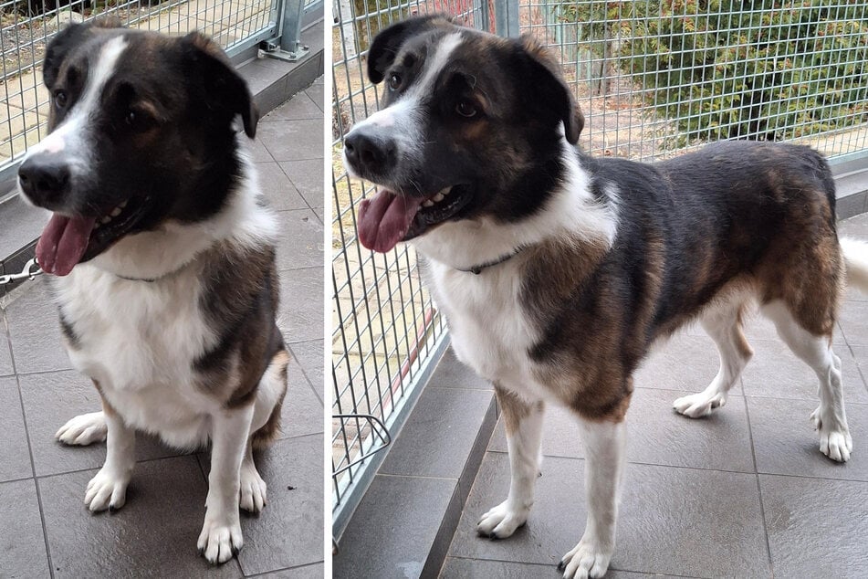 Lenny ist ein Pyrenäenberghund-Bernersennen-Mischling und bringt rassetypische Eigenschaften mit.