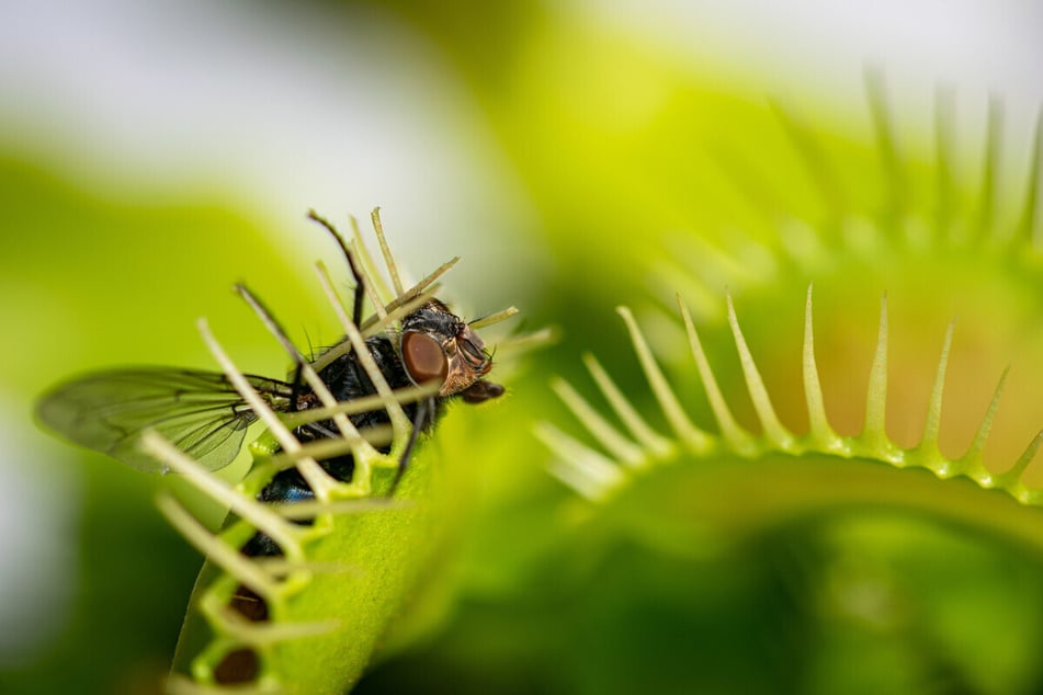 Carnivorous plants lure their prey with color and scent, then consume them whole.