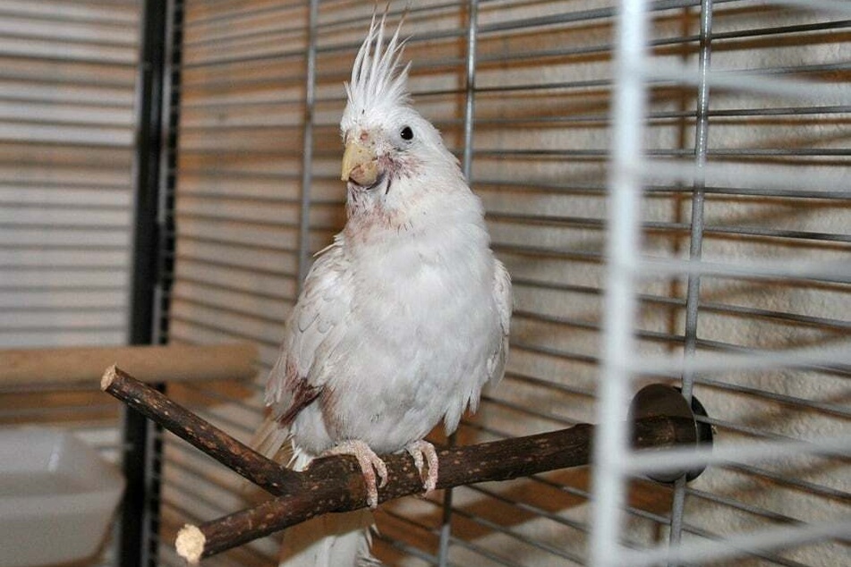 Glenda wartet im Tierheim auf ihre zukünftigen Besitzer.