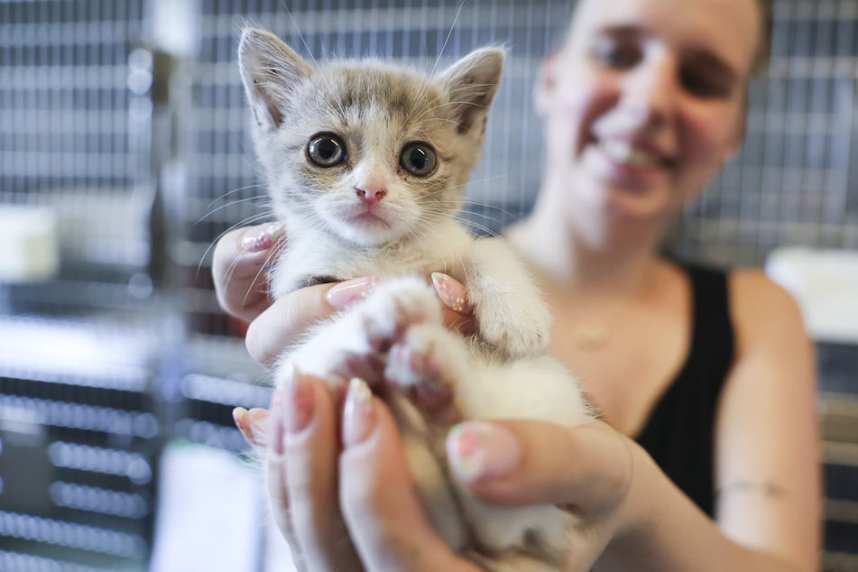 Eine Tierpflegerin hält das Katzenbaby "Miu" im Katzenhaus. Im Hamburger Tierheim steigen die Zahlen der Fundtiere, besonders während der Sommerferien werden Hunde, Katzen und andere Tiere oft ausgesetzt.