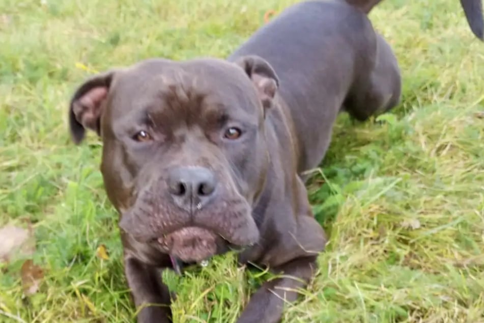 Ze względu na rasę pies jest w Hamburgu uznawany za niebezpiecznego. Dlatego jest przekazywany wyłącznie poza miasto.