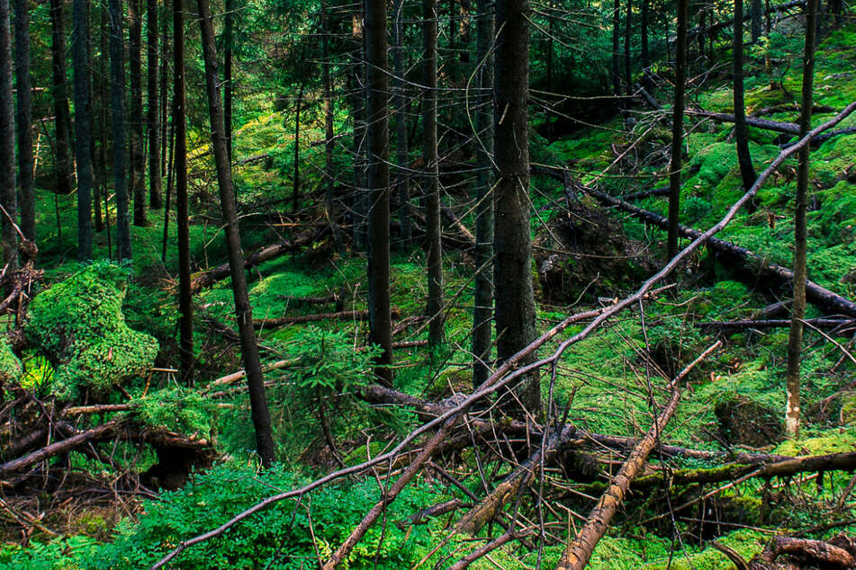 Was man nicht so alles in einem Wald findet ... (Symbolbild)