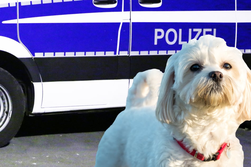 Ein weißer Malteser hatte sich selbstständig gemacht und war auf der Autobahn in Richtung Köln unterwegs - die Polizei sperrte daraufhin die A3 bei Frankfurt. (Symbolbild)