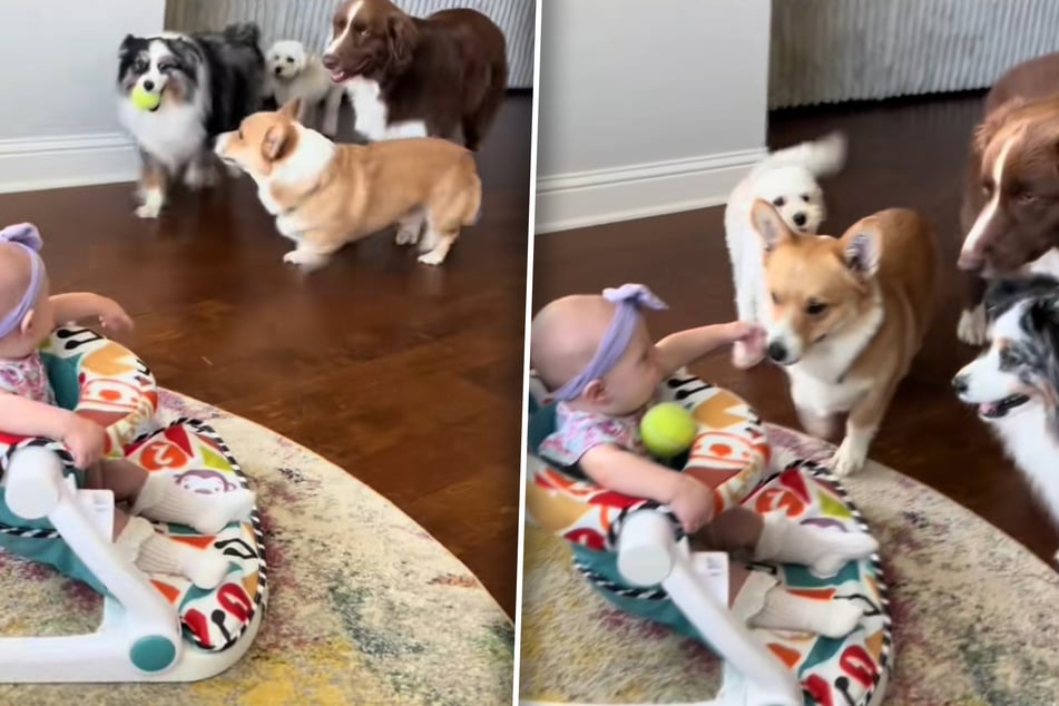Ein wirklich ulkiges Bild: Nachdem die Hunde dem Baby den Ball aufs Tischchen gelegt haben, warten sie gespannt auf eine Reaktion - vergebens.