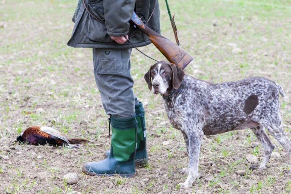 Der Hund wurde zur Jagd von Wildschweinen eingesetzt (Symbolfoto).