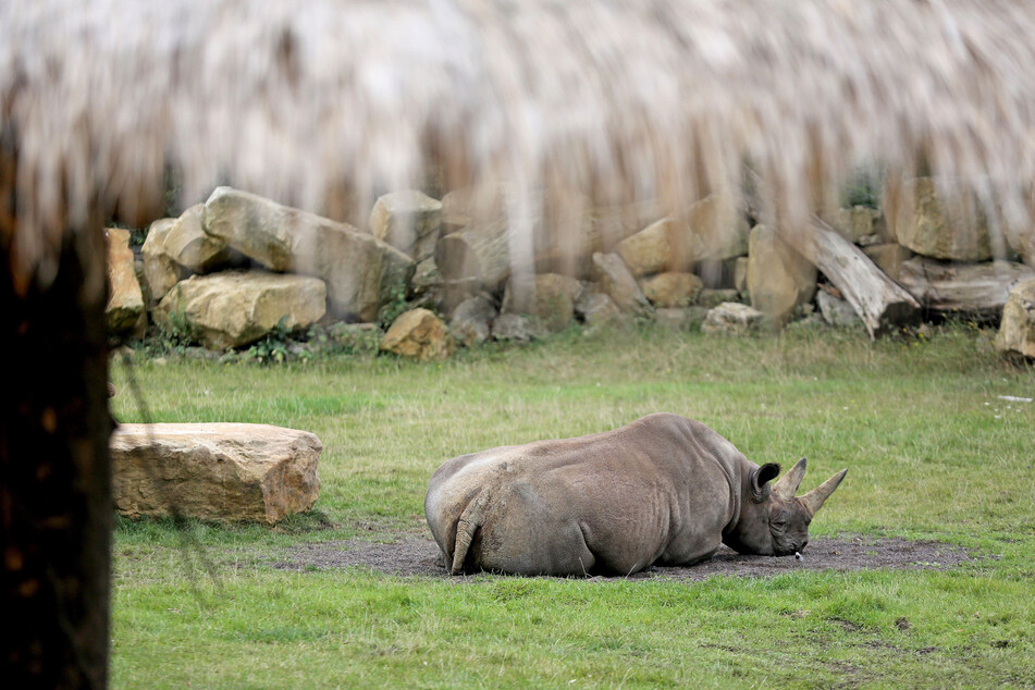 Im Schlammloch war die Freude größer. Die Nashörner des Leipziger Zoos durften bei "Elefant, Tiger & Co." die Badesaison eröffnen. (Archivbild)