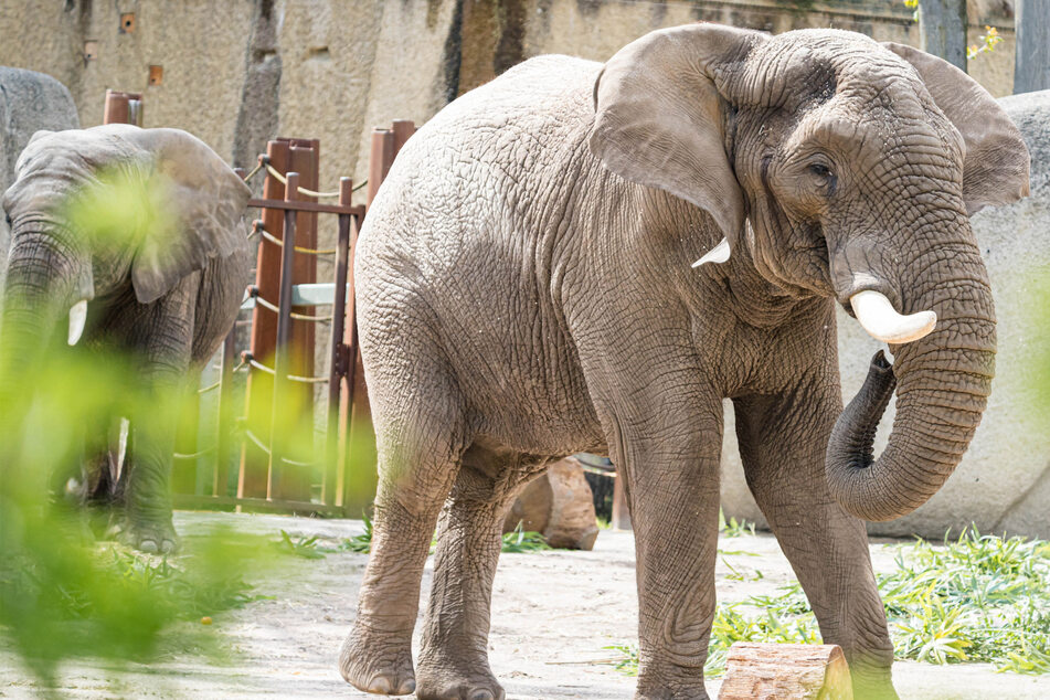 Zoo Basel vermeldet: Große Trauer um Elefanten-Star Tusker
