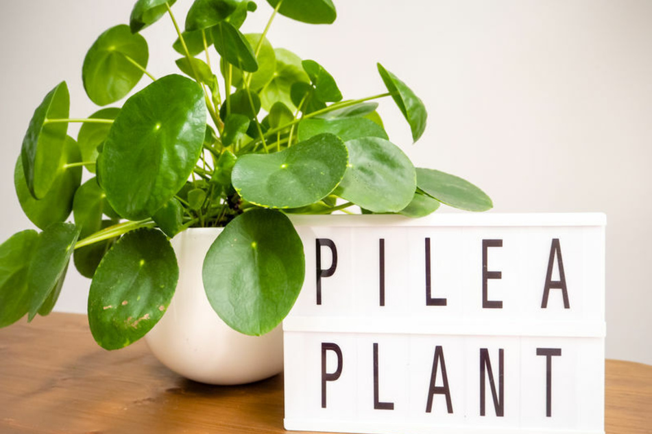 Die Pilea mag es schattig und warm.