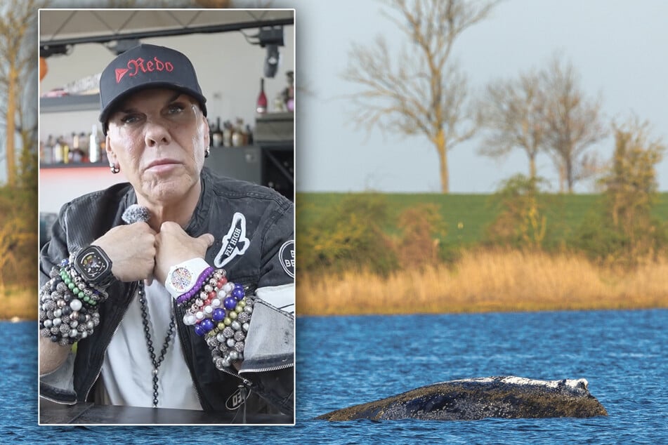 Wird Timmy zu Fischstäbchen verarbeitet? Kult-Gastronom René Dost zeigt klare Kante