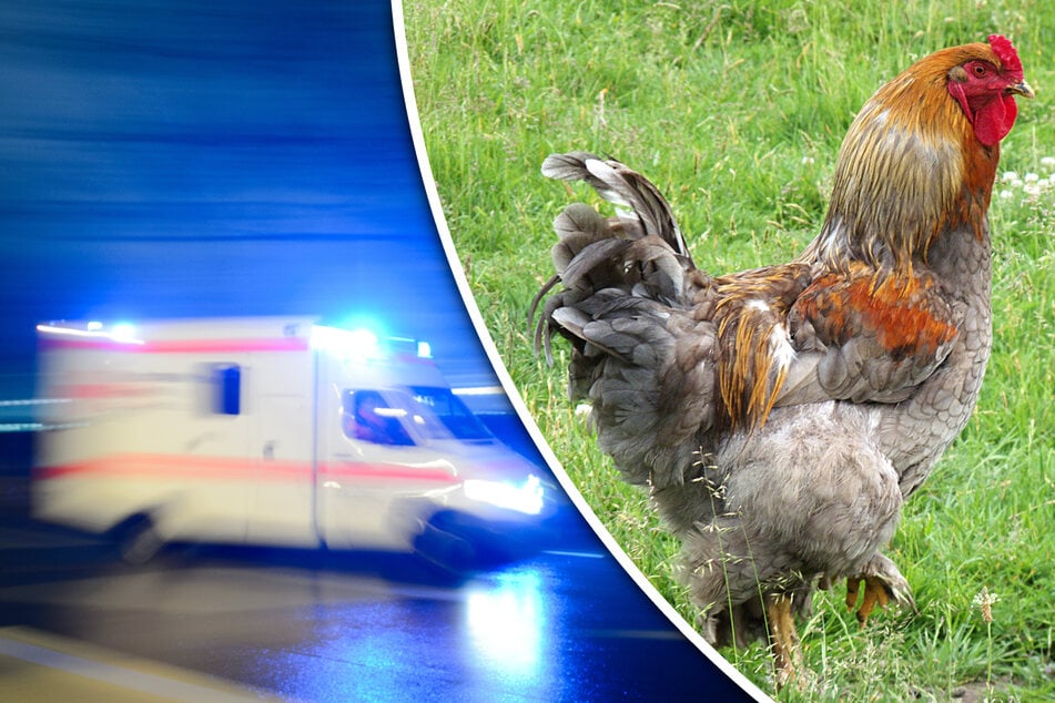 Herzinfarkt! Mann stirbt nach "böswilligem, brutalen" Hühner-Angriff
