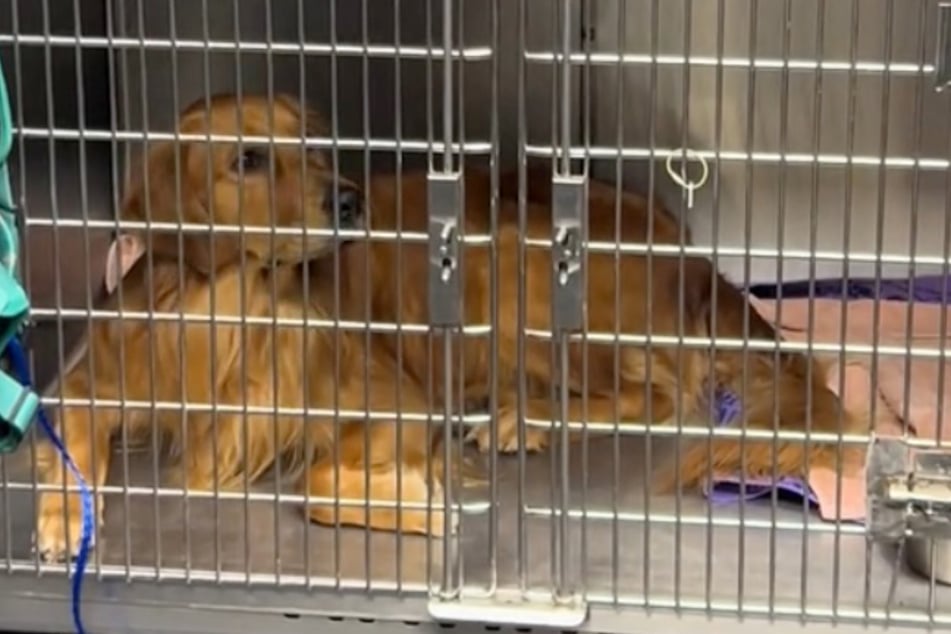 Golden Retriever Duncan wirkt verdutzt, als der neueste tierische Patient in die Praxis kommt.