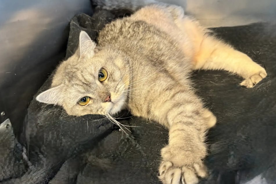 Katze Felida aus dem Hamburger Tierheim ist auf der Suche nach einem echten Zuhause.