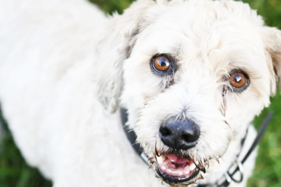 West Highland Terrier-Pudel-Mix Mikesch (8) stammt ursprünglich aus Rumänien.
