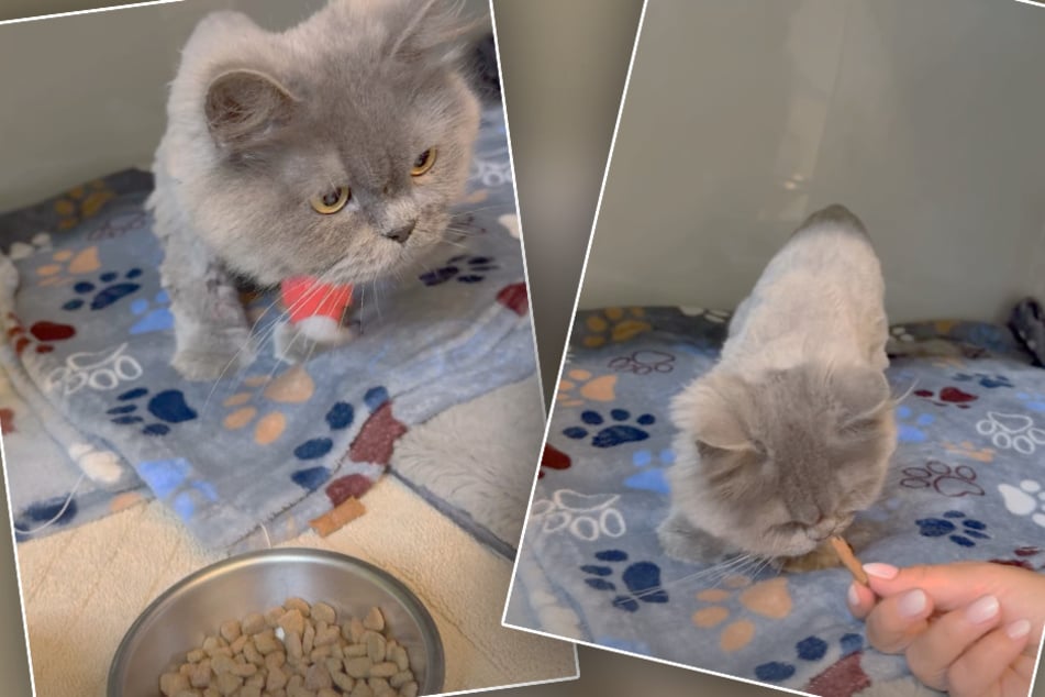 Katze Peanut wird im Tierheim Dellbrück aktuell wieder aufgepäppelt.