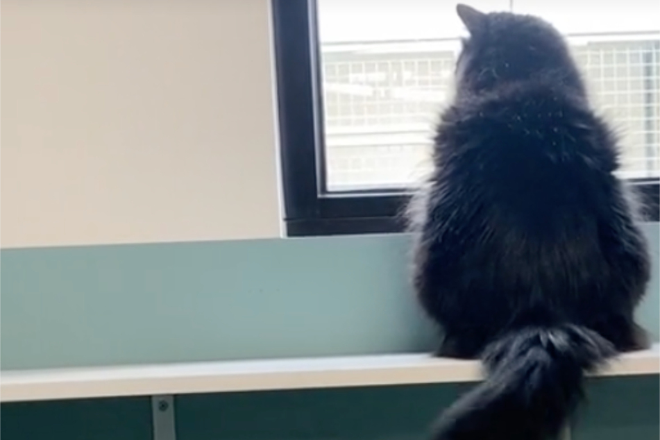 Einsames Tierheim-Kätzchen hat nichts außer ein karges Fenster, doch ein  Anruf verändert alles