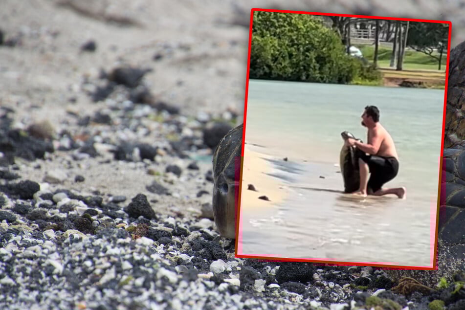 Aufnahme sorgt für Empörung: Mann posiert am Strand mit toter Meeresschildkröte