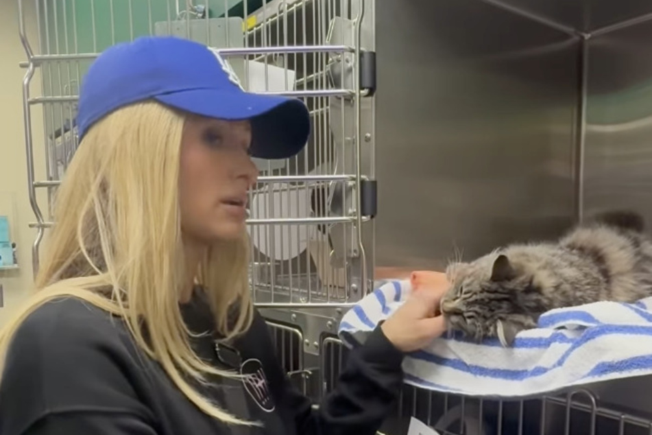 With this video, Paris Hilton (43) drew attention to the fate of a helpless cat.