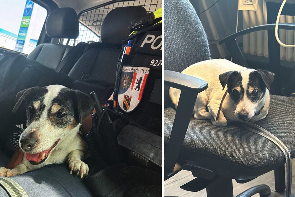 Dieser süße Hund wurde von der Polizei auf einem Lidl-Parkplatz in Berlin-Reinickendorf gefunden.