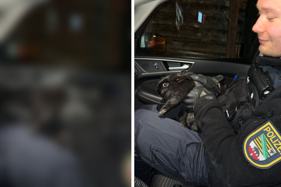 Gerade noch gebremst! Polizisten retten süßes Kaninchen vor Unfalltod