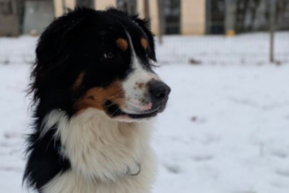 Seine neuen Menschen sollten sich mit Hütehunden auskennen oder sich zumindest vorab mit ihnen beschäftigt haben.
