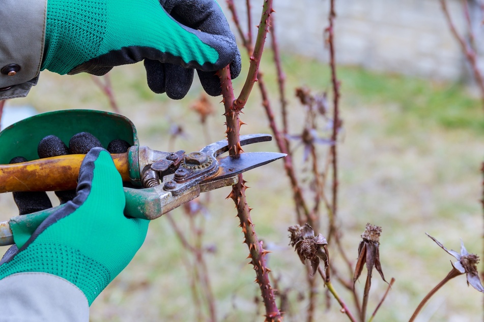 Gartenhandschuhe schützen vor so viel mehr als einfach nur Dreck und Dornen.