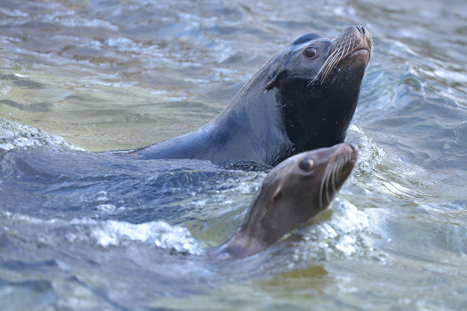Seelöwen schwimmen im winterlichen Zoologischen Garten durch das Wasser. (Symbolbild)