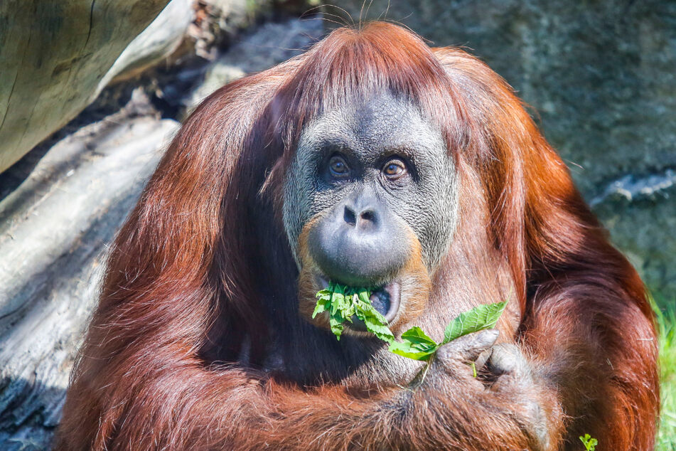Orang-Utan-Weibchen Djaka feierte 2019 ihr 50er-Fest.