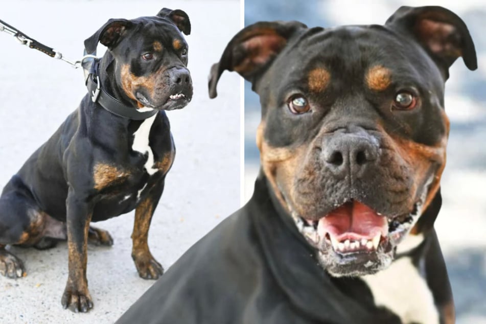 Perro Yuno tira como un pequeño tractor: ¿Obtiene el "diamante en bruto" el pulido correcto?