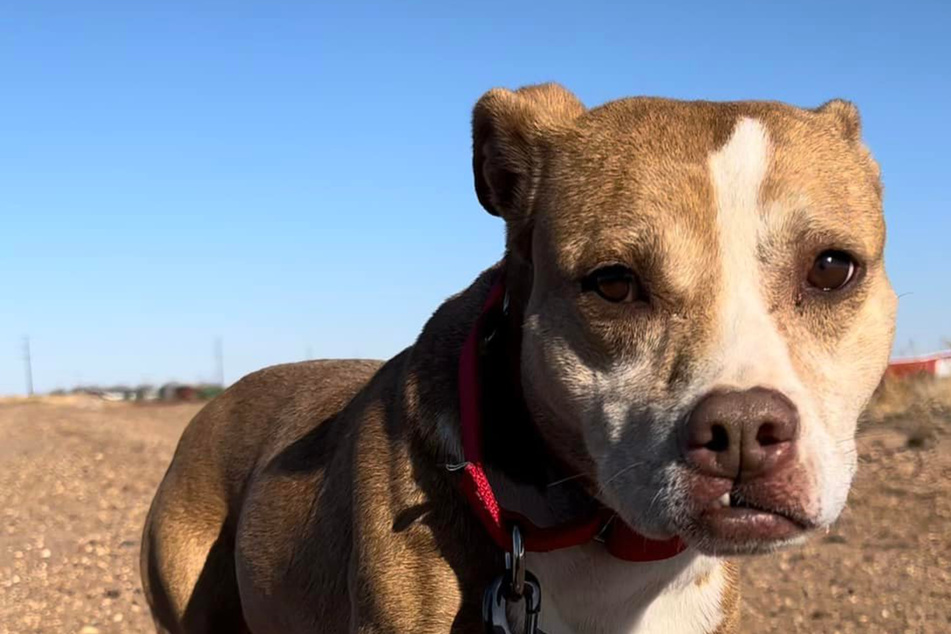 Hund kommt als Welpe ins Tierheim: Sieben Jahre später berichten Pfleger Bitteres