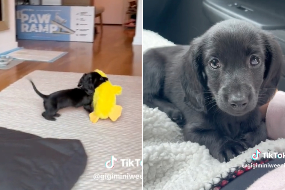 A mini Dachshund puppy named Gigi is taking over TikTok with her adorable adventures in her new home.
