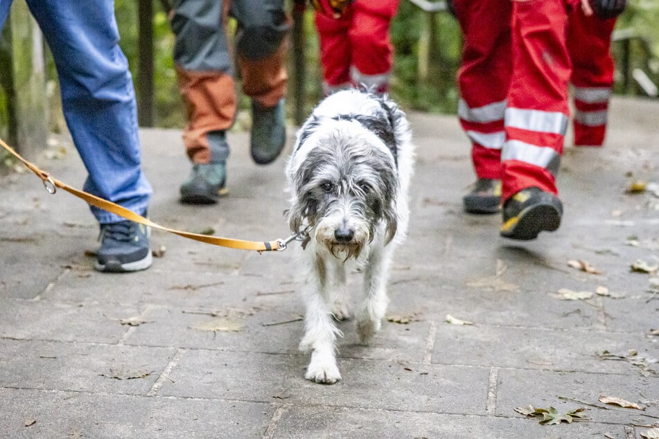 Hund "Fussel" (9) konnte zum Glück lebend gerettet werden.