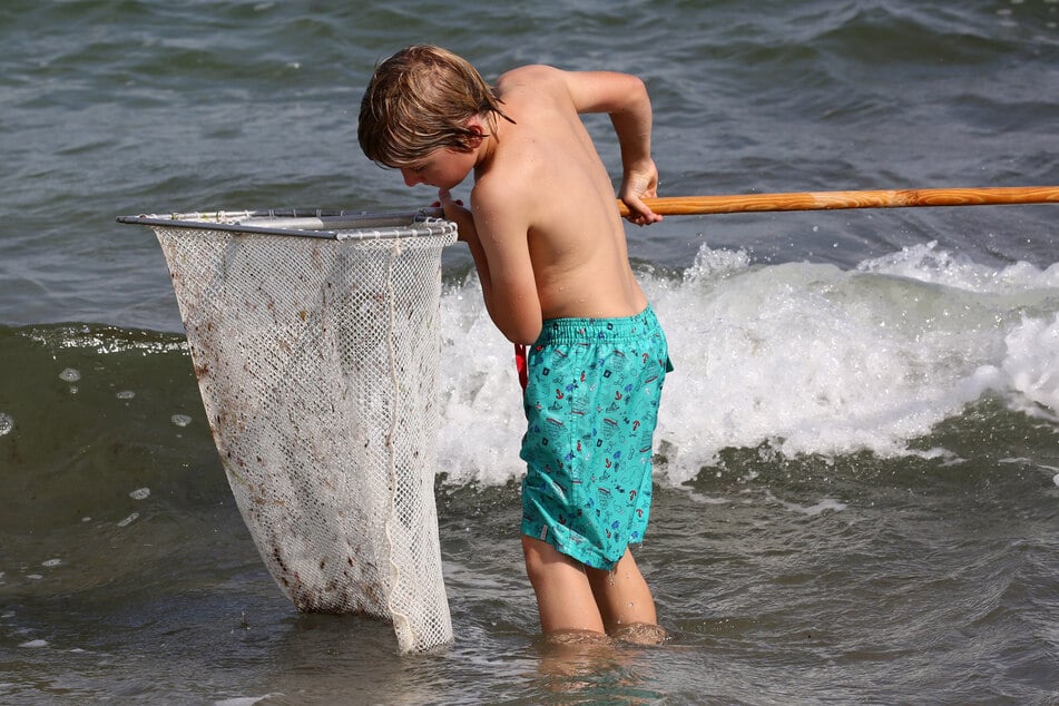 Ein Junge fängt Meerestiere mit einem Kescher. (Symbolbild)