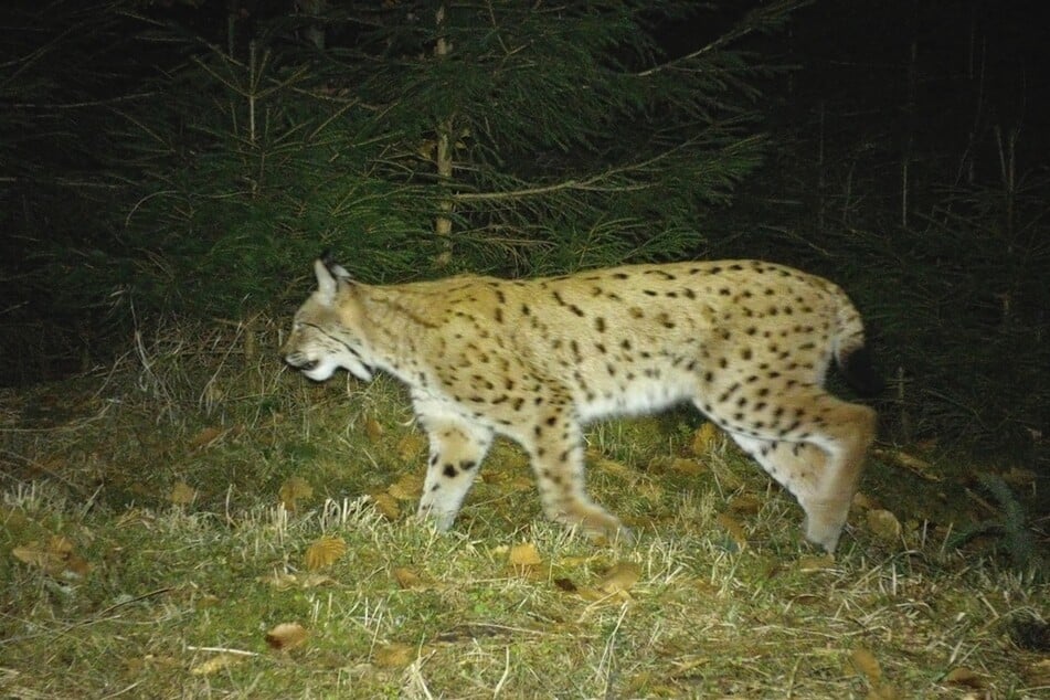 Der Luchs "Bardi" ist vor allem durch seine charakteristische Fleckenzeichnung zu erkennen.
