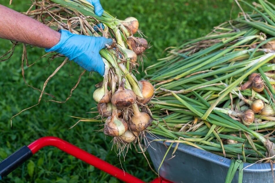 Jetzt ernten, später genießen? So sollte man Zwiebeln ernten und lagern